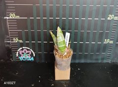 Graphorchis concolor