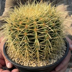 【鉢ごと発送】【送料込】 サボテンの王様！金色サボテン / 金鯱（キンシャチ） 7寸 平鉢21号 / 【現品】25-7-5-04
