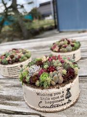 ギフト オーダー制 多肉植物 寄せ植え そのまま飾れる ちまちま寄せ