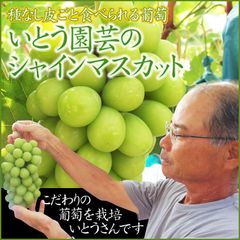 ☆10月中下旬より収穫次第予約順に発送☆シャインマスカット【鳥取県産】常温】2-4房入で1箱約2kg農家指定果物ぶどうブドウしゃいんますかっといとう園芸
