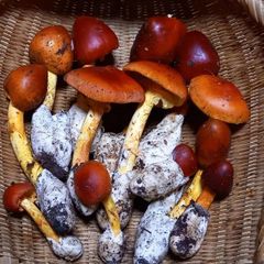 天然きのこ70　ヤマドリタケモドキ、タマゴタケ、ムラサキヤマドリ1kg