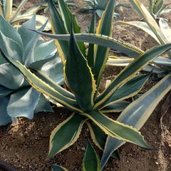 アガベ　フェロックス錦　フェロックストニーズタイガー　直径約65㎝ AGAVE　山梨・近県の方限定