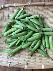 朝採れ　うすい豆　300g