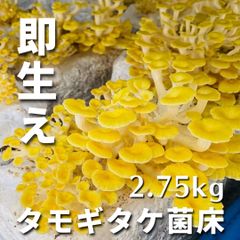 【すぐに生える！】タモギタケ 植菌済み 菌床ブロック 2.75kg ☆送料無料☆ きのこ栽培