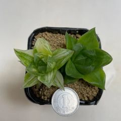 多肉植物　ハオルチア　京の華錦　　抜き苗　根付き