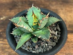 Agave/アガベ  チタノタ/姫厳竜 コンパクター 強棘厚葉 発根済  送料込み ②