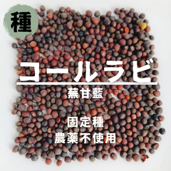 【種】コールラビ　農薬不使用　30粒