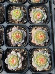 抜き苗 ヒシショウ MY34×40株 ふっくら 多肉植物 エケベリア サボテン 韓国苗 新入荷