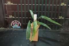 アンスリウム ペンデンス  Anthurium type pendens JA