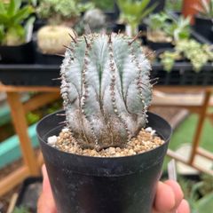 ト*1様 S8119★オークション販売★ サンスベリア ブルークローン ホワイト S2082 白斑入り サンスベリア ブルー クローン ホワイト