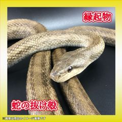 蛇の抜け殻 一本物【 開運/縁起物 】金運 約1m20cm HC-15
