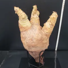 2025年最新】キフォステンマ マクロプスの人気アイテム - メルカリ