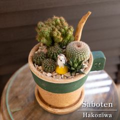 発根済】24cm 金鯱 サボテン 8号 多肉植物 ドライガーデン 金