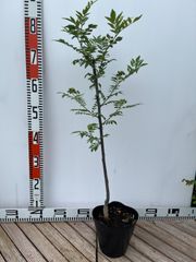 強い山椒苗 /スーパー朝倉山椒 5号接木苗・強健台木