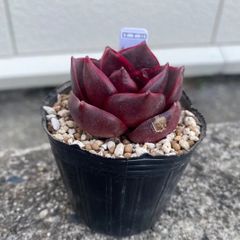 多肉植物 エケベリア レッドライト ※傷あり