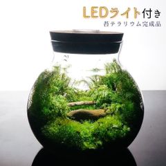 【完成品】LEDライト付 ボトルテラリウム 14cm 苔テラリウム<br>森の中の道で テラリウム プレゼント ギフト 観葉植物 母の日 新築祝い 開店祝い 新生活 入学祝い 歓迎会 送別会 おしゃれ 贈り物 インテリア グリーン 送料無料