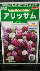 アリッサム ワンダーランド 種 ３袋セット