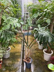 モンステラ　幹上がり　引き取り限定　現品限り　観葉植物　インテリア　グリーン　オシャレ　丈夫　強い　初心者