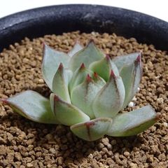 韓国苗【タトゥー】エケベリア・11