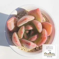 2025年最新】多肉植物 ピンクシャンペーンの人気アイテム - メルカリ