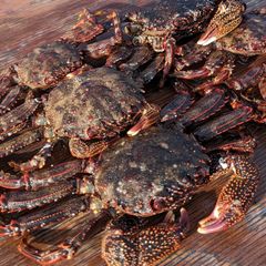 【冷凍ショウジンガニ】 釣り餌 約1.9kg25匹 大、中、小、混在 送料込み