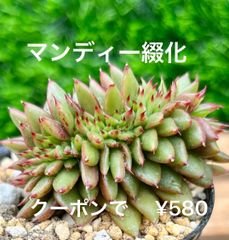 多肉植物  マンディー綴化
