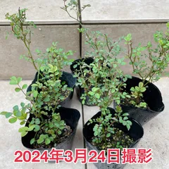 2024年最新】灌木植物の人気アイテム - メルカリ