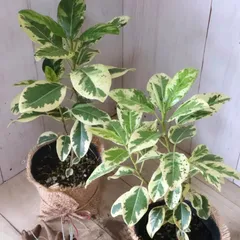 2025年最新】斑入り フランスゴムの人気アイテム - メルカリ