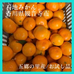 【香川県観音寺市産】再入荷 石地みかん みかん お試し品 約1キロから1.5キロ 宅急便コンパクト 五郷の里 シゲちゃんファーム