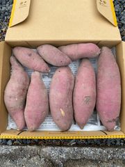 無農薬　さつまいも　紅はるか　⑥