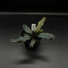 Bucephalandra sp. "West Kalimantan" ブセファランドラ 西カリマンタン