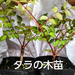 tohoku-kandoko_taranoki-03
