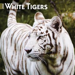 【輸入版】2024年 ホワイトタイガー カレンダー / ブラウントラウト 30.5 x 61 cm (White Tigers  Calendar)
