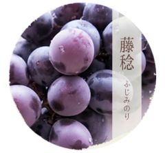 【送料無料】丹波篠山市産の大粒葡萄「藤稔」
