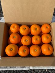 無農薬　橙　6.2キロ入り　24個