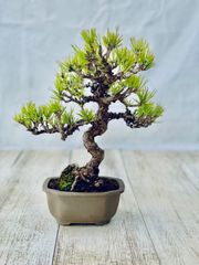 黒松　小品盆栽　くろまつ
