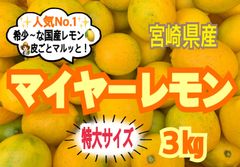 【特大サイズ】マイヤーレモン3㎏/レモン　国産レモン　みかん　きんかん　果物