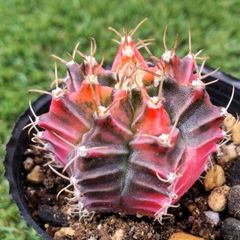 サボテン ギムノカリキウム属 緋牡丹錦