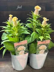 カメ様専用　おまとめセット