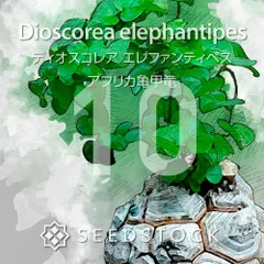 [種子] ディオスコレア エレファンティペス アフリカ亀甲竜 10粒｜SEEDSTOCKのサムネイル