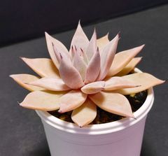 エケベリア 原種 クスピダータメンチャカ   傷あり、1枚葉が抜けてバランス悪いです。cuspidata Menchaca  ケーレス実生苗 月曜or火曜日発送