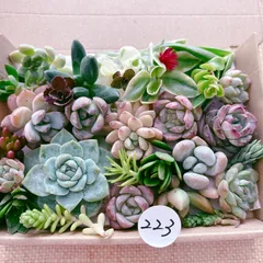 223 多肉植物寄せ植えセット
