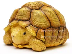 【動物の惑星】ケヅメリクガメ ♂ フィギュア