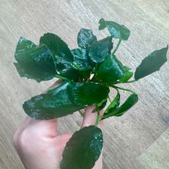 アヌビアスキングコング（水上葉）2株+おまけ1株