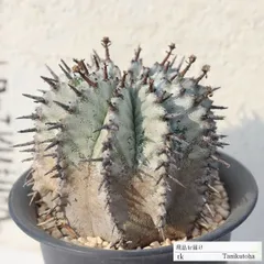 ☆白衣ホリダ☆ 群生 ゼブラホリダ ホリダ 幅11.8cm ☆白衣