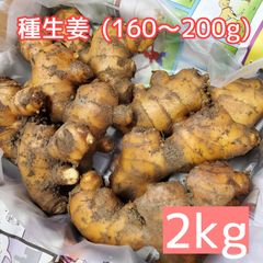 種生姜 土佐一 大生姜(160～200g) 2kg