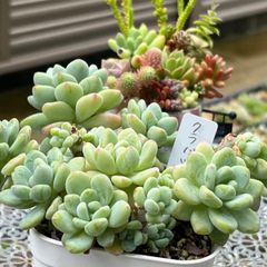 多肉植物 ☘️ クラバツム いっぱい 抜き苗