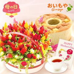 【おいもや公式】母の日限定 ケイトウ シフォン 5号 スイーツ 洋菓子 お菓子 鉢植え プレゼント 生花 花 赤 オレンジ ピンク おしゃれ かわいい (お届け時期:5/5～11のいずれか)