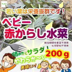 ベビー赤からし水菜　☆農薬や化学肥料は使用しておりません　埼玉県産　1袋約２００g　※暑い時期では葉の赤紫色が薄くなります