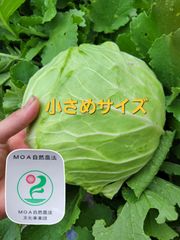 【小さいキャベツで安心使い切り❗】キャベツサイズバラバラ　3キロ